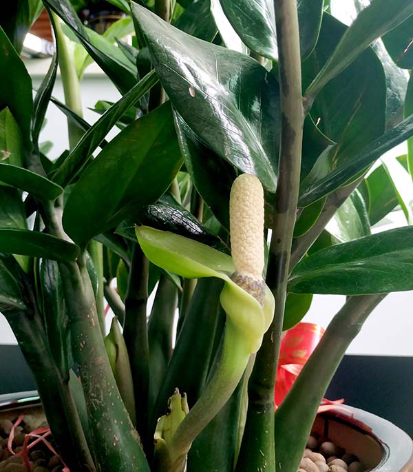 博皓金錢樹(shù)開(kāi)花了